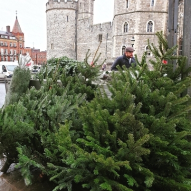 Deluxe Premium British Christmas Tree November Drop Off